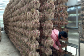 Harga bawang merah berangsur naik jadi Rp26 ribu per kg ditingkat petani Kabupaten Solok