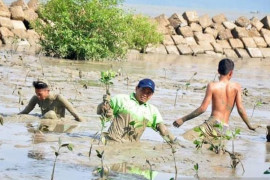 LDII Kalbar soroti kerusakan mangrove dan pentingnya menjaga kelestarian