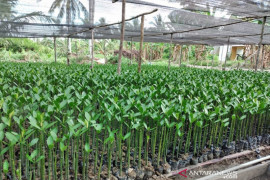 PLN tanam 560.660 pohon di Pulau Perling