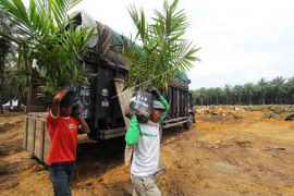 Waspada, harga CPO mulai tertekan