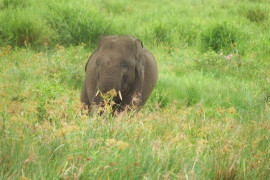50 gajah di SM Padang Sugihan Kabupaten OKI dilaporkan selamat dari karhutla