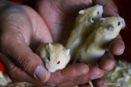 Petenak Hamster Malang