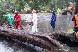 Pohon tumbang di objek wisata Pariaman, tak ada korban jiwa
