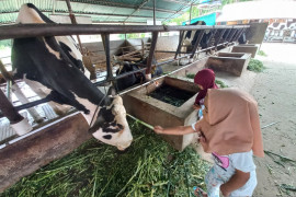 Ini tujuan wisata edukasi peternakan yang tetap eksis saat pandemi COVID-19