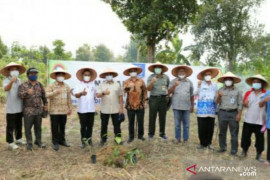 Gubernur Babel tanam perdana kopi, kapulaga, dan cabe jamu