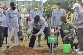 Perbaiki kualitas lingkungan, Kalsel tanam 470 ribu bibit pohon&nbsp;
