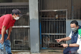 Dua harimau terpapar COVID-19 di Ragunan sudah mulai membaik