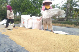 Harga gabah di Lampung turun 4 persen
