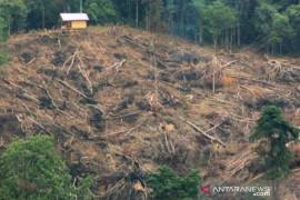 Anggota DPRD dari Gerindra jadi tersangka pembalakan liar hutan lindung, begini kronologinya