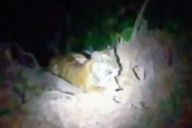 DiJalan Samar Kilang, Warga lihat penampakan Harimau Sumatera