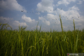 Latihan Terjun Garuda Airborne Page 1 Small