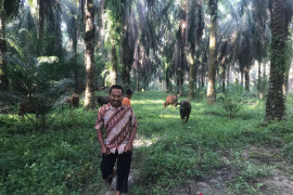 Bisnis sapi petani mitra PTPN V panen ratusan juta