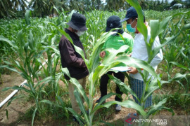 BPTP Gorontalo lakukan diseminasi varietas tanaman sorgum