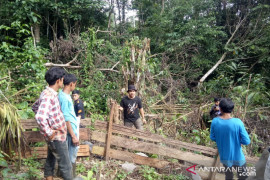 Musim durian di Agam, petani dikejutkan kemunculan beruang madu sedang asyik menyantap buah durian