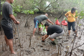 Green Moluccas galakkan adopsi mangrove di Teluk Ambon, jadi inspirasi