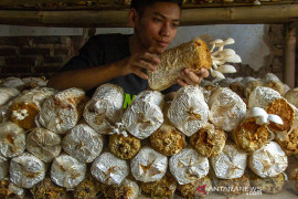 Budi daya jamur tiram di Karawang