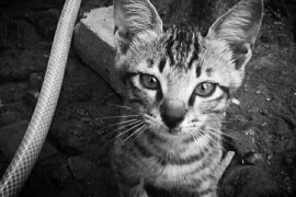 Hari kucing sedunia, ini fakta menarik soal kucing yang perlu kau tahu