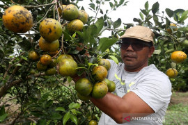 Panen Jeruk di Lahan Gambut