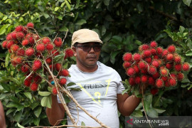 Panen Rambutan Lahan Gambut