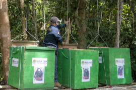 Pelepasliaran Siamang Di Kawasan Suaka Margasatwa Dangku Page 2 Small