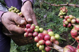 Panen kopi robusta