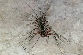 Gua karst Aceh Tamiang dihuni beragam spesies unik