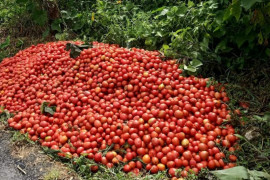 Sempat dibuang karena harga anjlok,harga tomat di Bener Meriah stabil