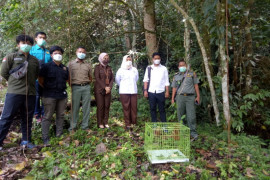 Dua ekor kukang akhirnya hidup bebas di cagar alam Maninjau