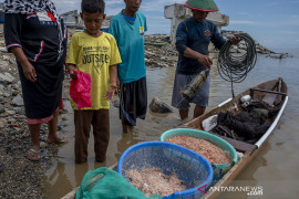 Musim Tangkap Udang Kecil di Palu Page 2 Small