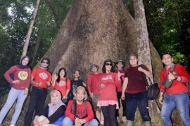 Ekspedisi PWI Riau, melihat pohon berusia 200 tahun di TNBT