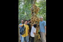 COVID-19 bikin "limpasu" menjadi langka