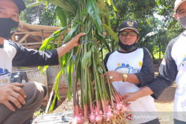 Lengkuas Muktijaya Bekasi akan diekspor