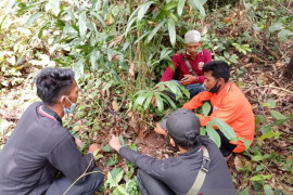 Pemuda SAD di Tebo Jambi budidaya dan lestarikan tanaman "jernang"