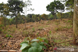 Perhutani: Pembabatan pohon bambu di hutan Purwakarta ilegal