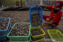 Kemiri Sigi Dipasarkan Hingga Kalimantan Page 1 Small