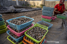 Kemiri Sigi Dipasarkan Hingga Kalimantan Page 2 Small