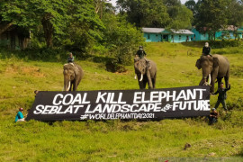 Konsorsium: Tambang batu bara ancam habitat gajah Sumatera di Bengkulu