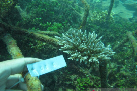 PLN transplantasi terumbu karang pakai listrik arus lemah