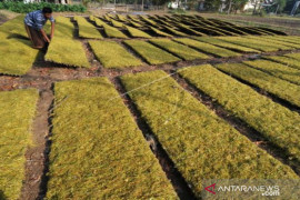 Musim panen 2021, delapan pabrik rokok beli tembakau petani Pamekasan