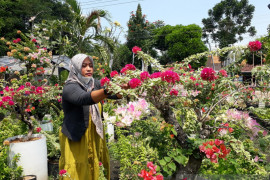 Permintaan bunga hias bugenvil di Kediri semakin tinggi saat pandemi