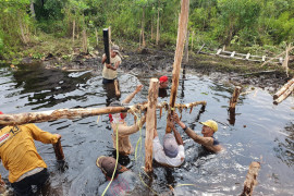 BRGM involves citizens in peatland, mangrove restoration activities