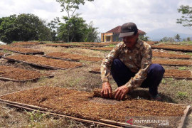 Petani minta perlindungan Komisi IV DPR terkait aturan kadar nikotin