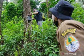 Perusahaan HTI pasang kamera trap sebagai upaya turut melestarikan satwa dilindungi