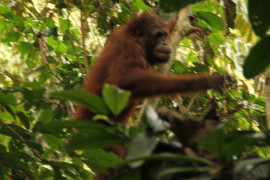 BOSF ingatkan pentingnya menjaga keberadaan orangutan di alam