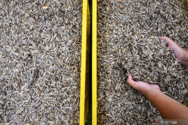 Rahasia tersembunyi biji bunga matahari untuk kesehatan yang tak pernah terungkap!