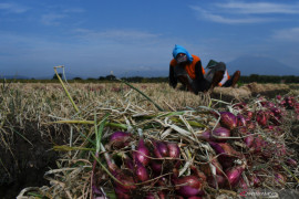 Panen Bawang Merah di Madiun