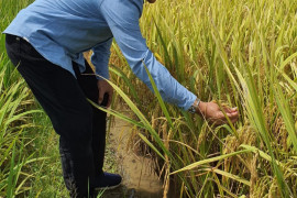 Bulog Riau mulai bangun infrastruktur modern rice milling plant