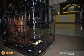 COP minta hukum maksimal  pedagang satwa liar dilindungi