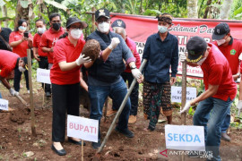 Bupati Tabanan lakukan panen raya perdana Porang