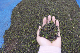 Harga lada tingkat petani di Lampung naik